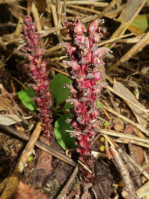 ������� �������� �������