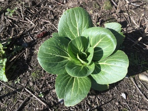 бок чой бок чой