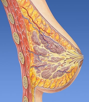 Анатомия на гърдите при жена