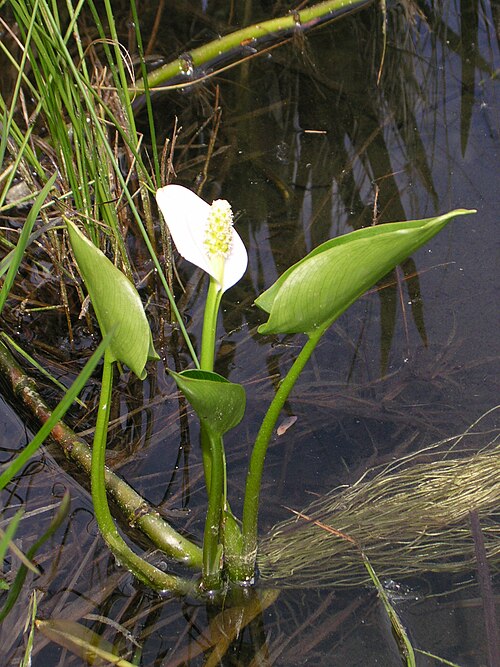 воден арум воден арум