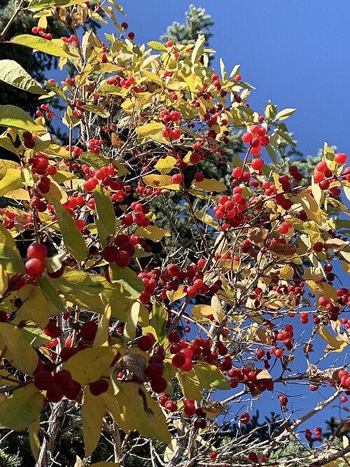 �������� �������� ���������