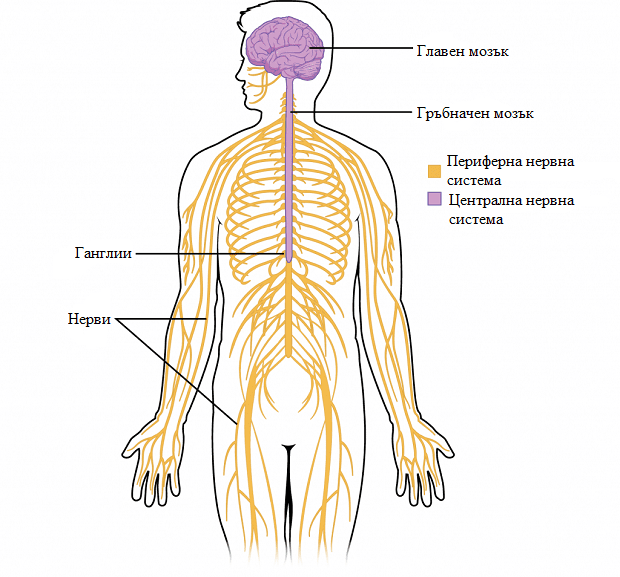 централна и периферна нервна система