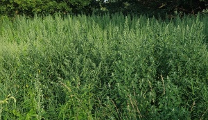 ���� ���� ������