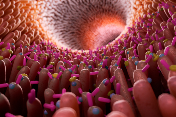 Няколко дни прием основно на високомазнинни храни може да унищожи важни за чревния имунитет клетки обвивка на червата