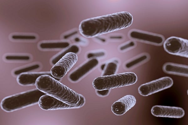 чревни бактерии на лилав фон