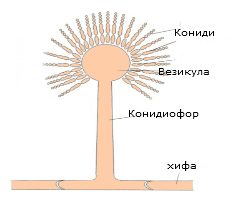 spergillus spergillus