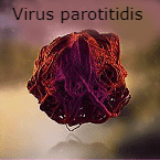 parotitidis virus