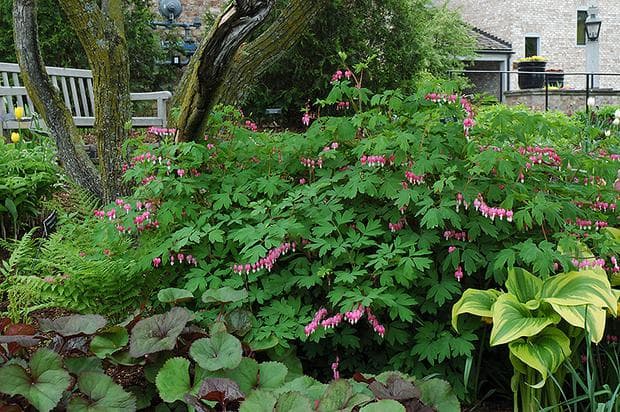 Damsko Srce Aziatskoto Krvyasho Srce Damsko Srce Rozovo Dicentra Spektabilis Krvyasho Srce Lamprocapnos Spectabilis Dicentra Spectabilis Botanika