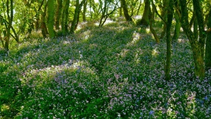 �������� ��������