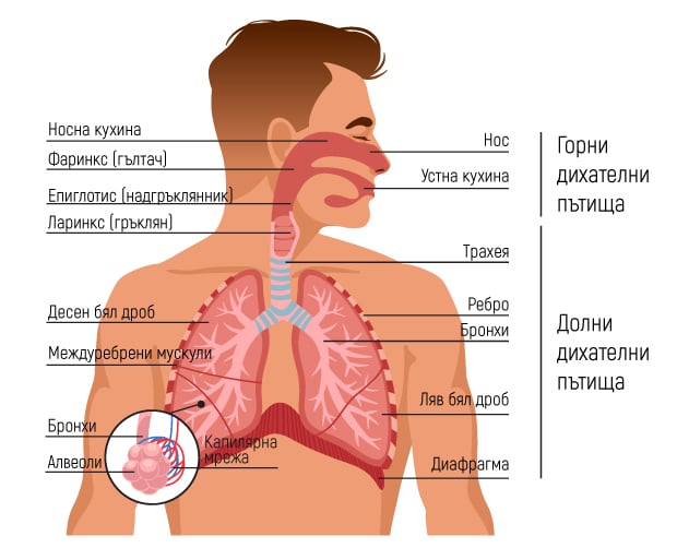 Устройство на дихателна система