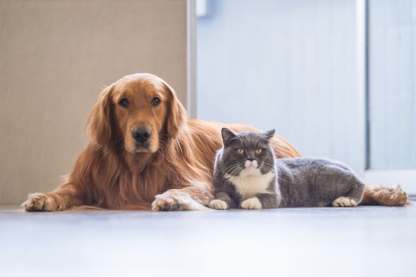 Отглеждането на домашни любимци също крие риск от шистозомиаза Домашни любимци