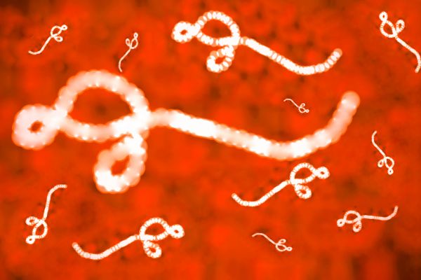 Възможността вирусът Ебола да мутира не бива да се подценява. вирус Ебола