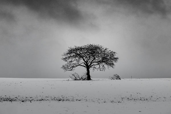 Черно-бяла снимка на изсъхнало дърво