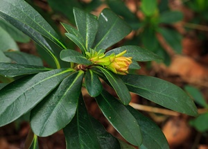 Euphorbia amygdaloides var. robbiae