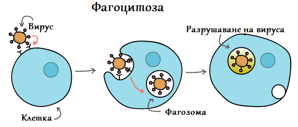 фагоцитоза