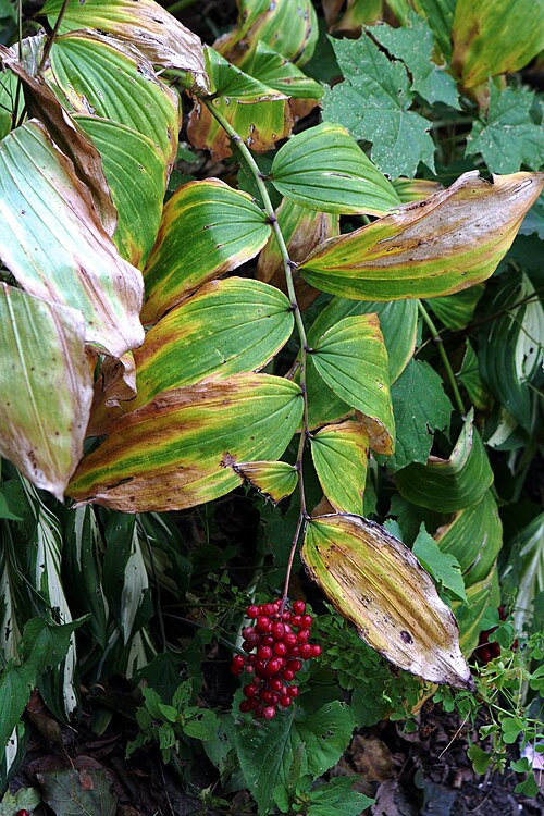 ��������� ��������