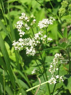 ������� �������