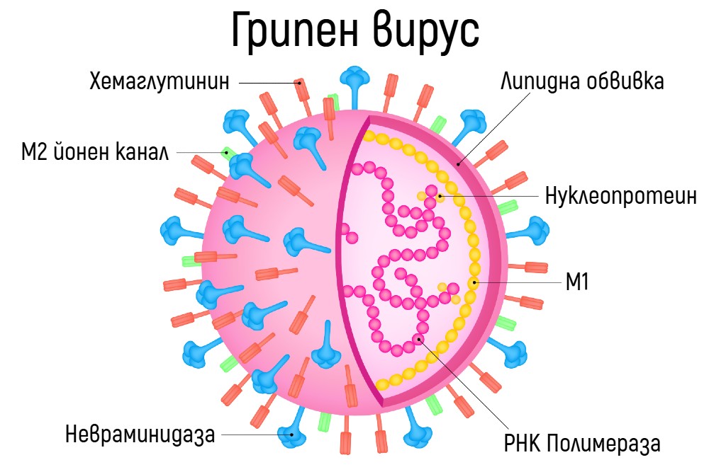 Структура на грипен вирус Структура на грипен вирус