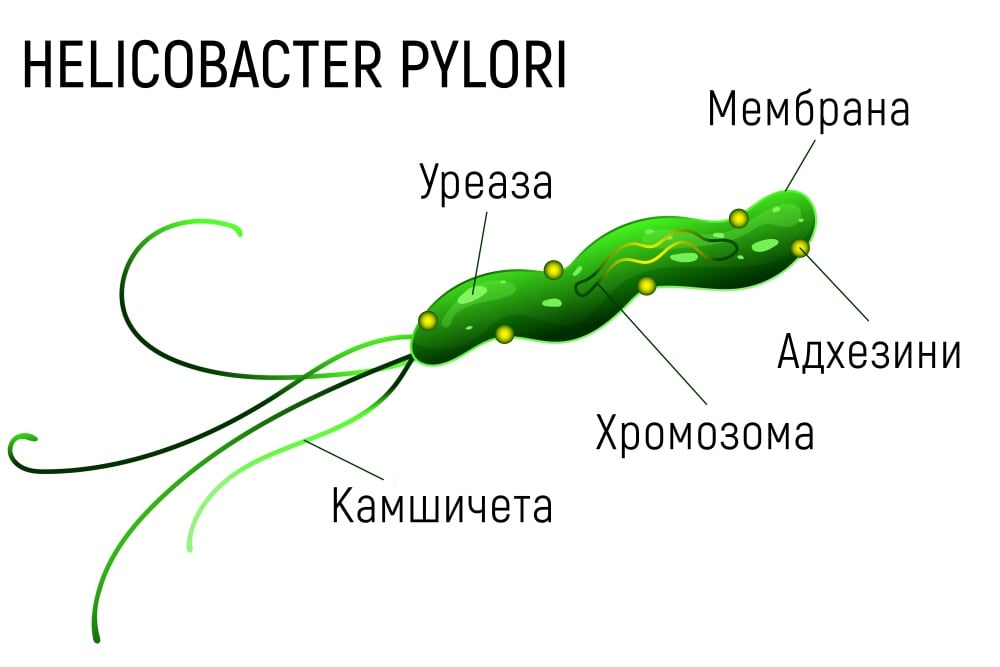 Helicobacter pylori