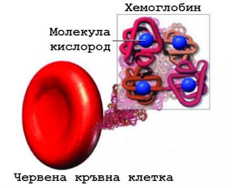 Хемоглобин