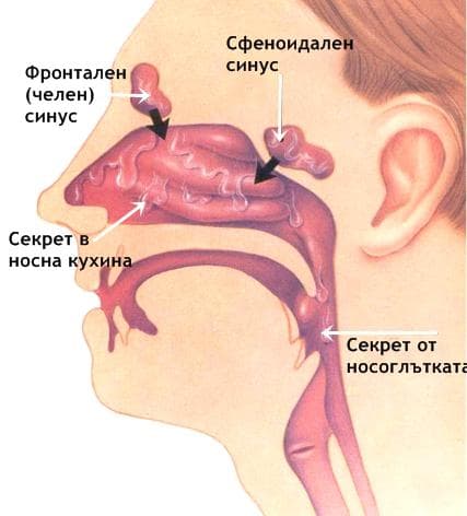 Инфекции на горни дихателни пътища