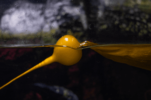 ���� ������