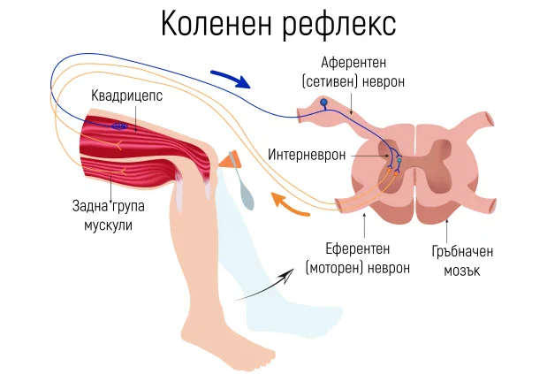 ����� �� ������� ��������