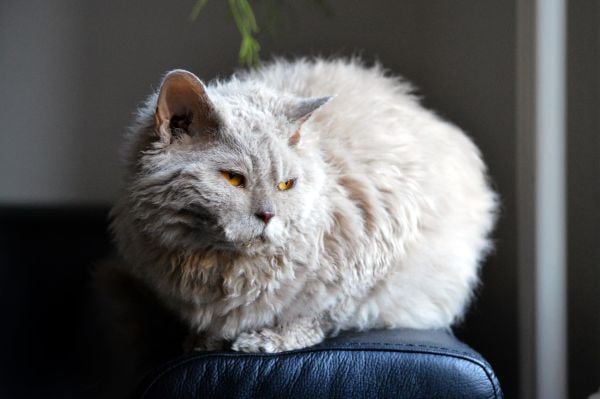 котка - лаперм - странни породи котки