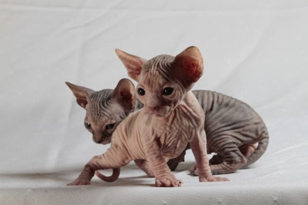 котка сфинкс - странни котки