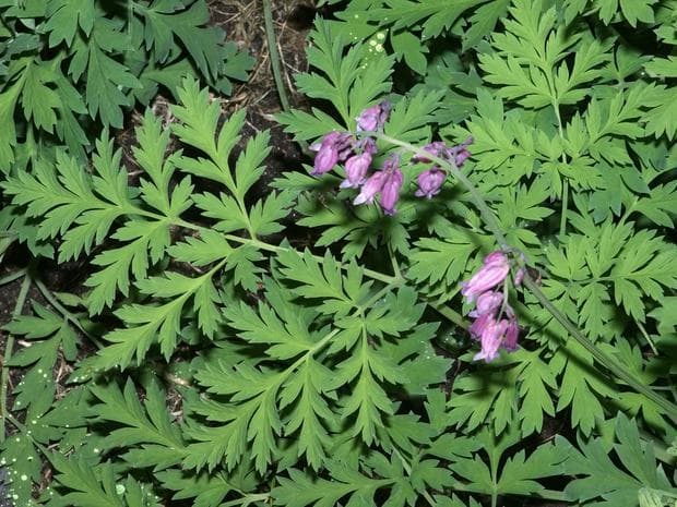 Dicentra Formoza Zapadno Krvyasho Srce Dicentra Formosa Lamprocapnos Formosa Botanika