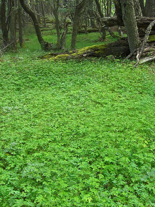 планинска сладка целина планинска сладка целина