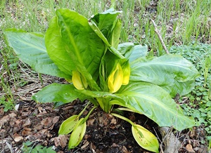 блатен фенер блатен фенер