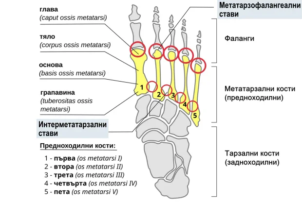 Анатоми на метатарзалните кости и костите на ходилото Анатоми на метатарзалните кости и костите на ходилото