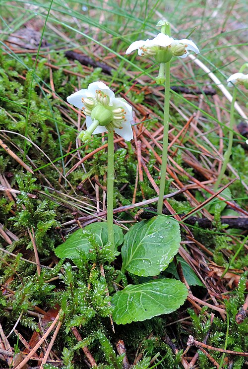 едноцветен монезес едноцветен монезес