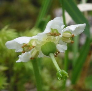 едноцветен монезес едноцветен монезес