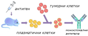 monoclonal-antibodies