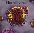 morbillivurus