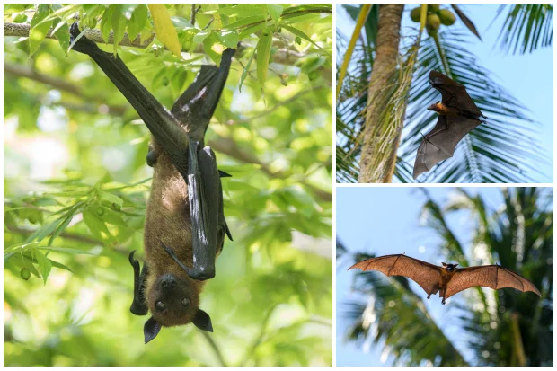 ������ ������������� �� ������ ����