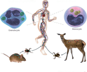 ehrlichiosis