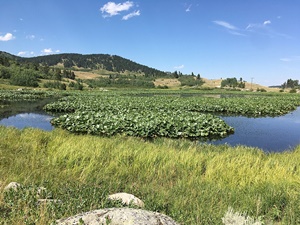 голяма жълта езерна лилия голяма жълта езерна лилия