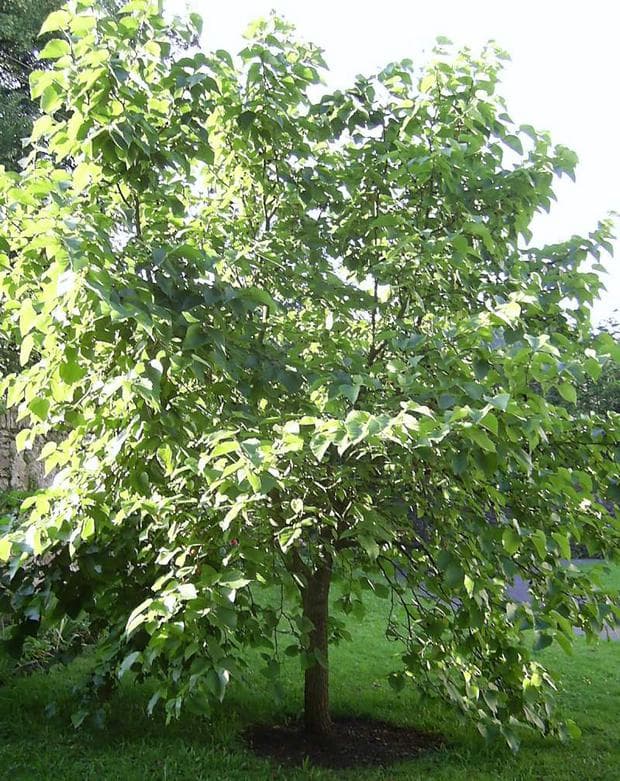 дърво бяла черница дърво бяла черница