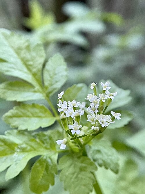планинска сладка целина планинска сладка целина