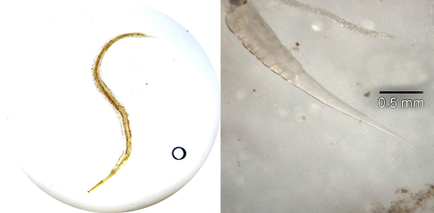 �������, ���������� ������ � �������� �� ����� ��� ����