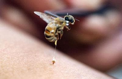 пчелна отрова