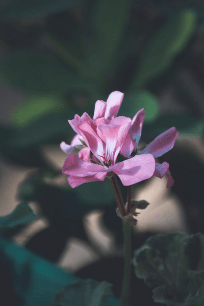 https://www.pexels.com/photo/blooming-flower-of-pelargonium-on-stem-5292396