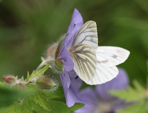 вълнест здравец вълнест здравец