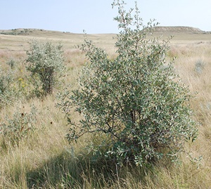 �������� �������� ���������