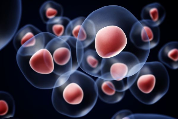 Лекарството Rhosin подмладява хемопоетичните стволови клетки, установява изследване на испански учени. стволови клетки