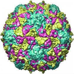      - Poliovirus
