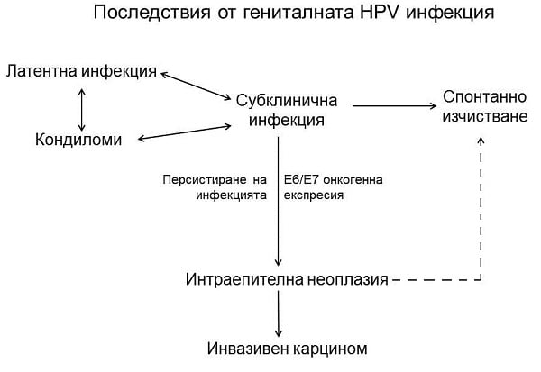    HPV 